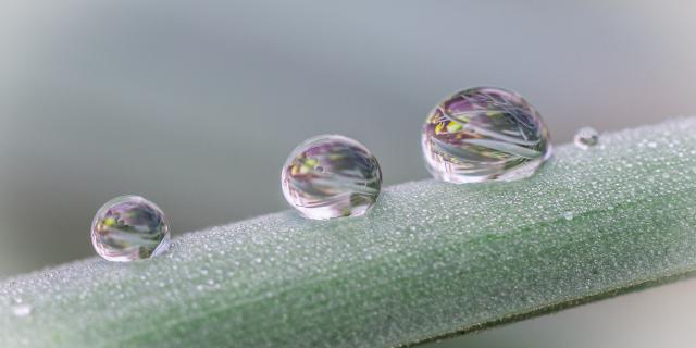 Rosée Françoise Bellamy